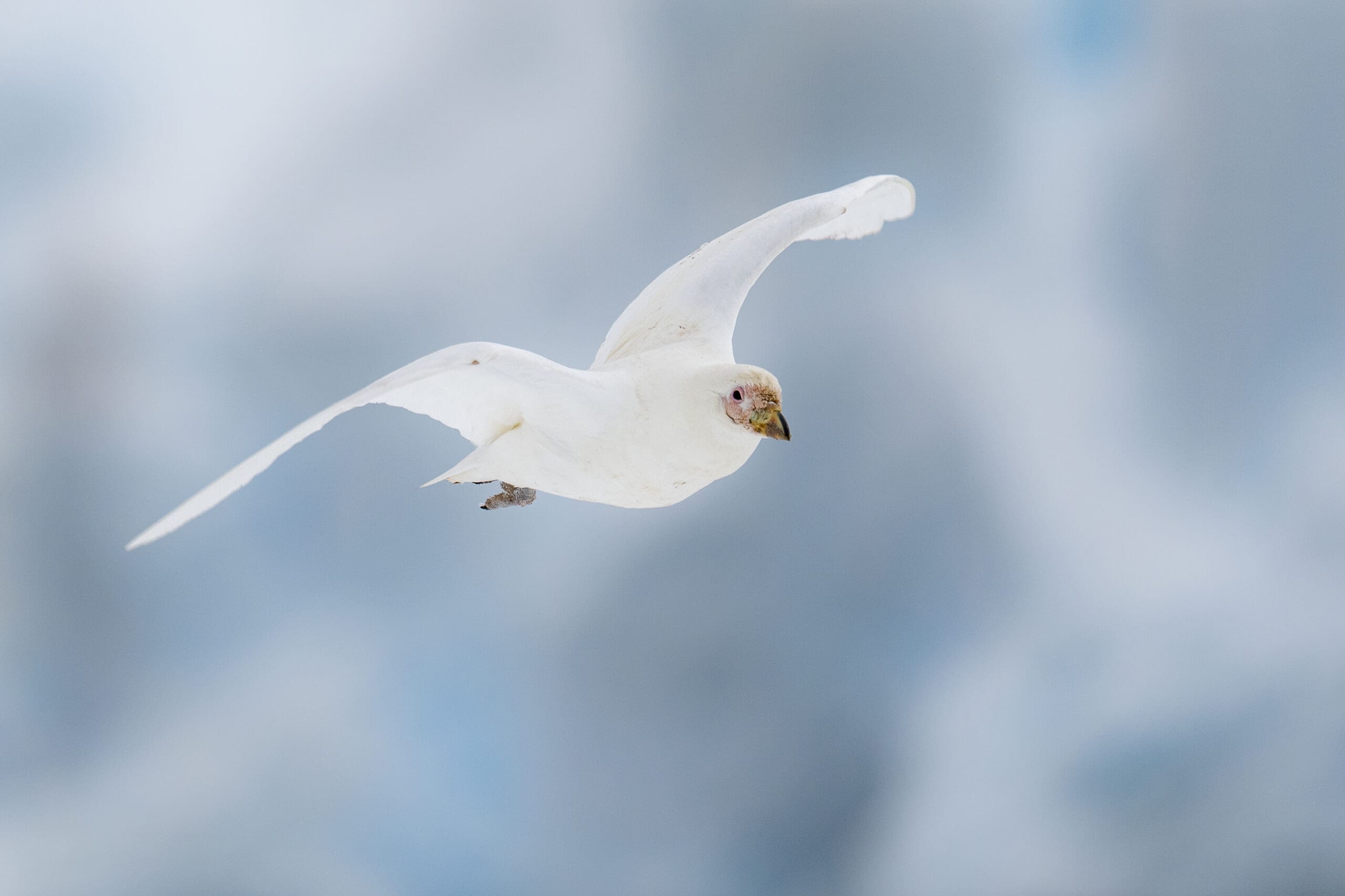 A21_fineart_MAG18-CA_2022-23-JEANPAULDELAHARPE_DSC4894 Antarctica cruise by IBG Travel
